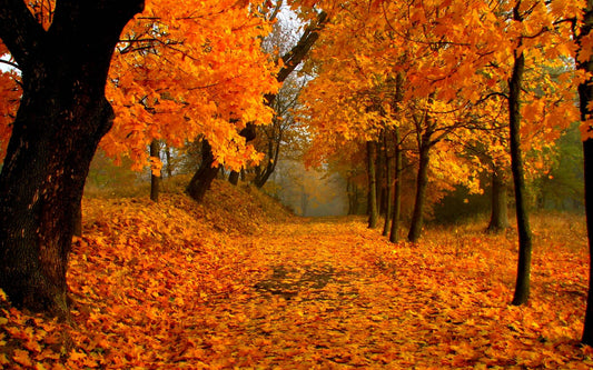 Your Skin During Fall